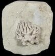 Cyathocrinites Crinoid Fossil - Indiana #52937-2
